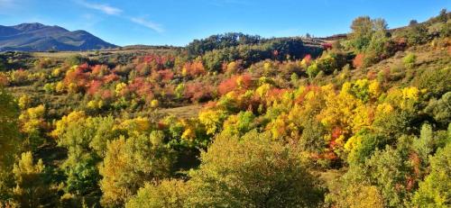Cerezos silvestres (La Riera de Babia)